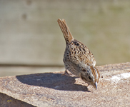 Lincolns Sparrow